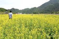 평창 노람들 ‘유채꽃 만발’…아침정원 개장