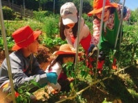 고양시 일산동구보건소, ‘건강쑥쑥 안심텃밭’ 운영 및 리본(Re-born) 플러스 사업 본격 추진