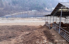 “축사 악취로 고통받는데 증축 안돼”…영월 시골마을 ‘시끌’