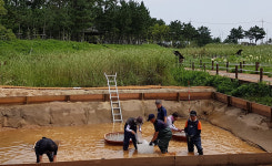 강릉 순포습지 순채 복원 시범사업 실시
