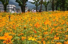평창 더위사냥축제장 ‘황하코스모스 만개’