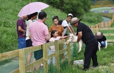 평창 발왕산 알파카 골드팜