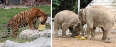 광주 우치동물원 동물들 얼음고기 특별식 눈길