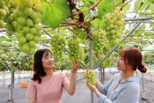 과일의 고장 충북 영동은 지금 포도향 가득