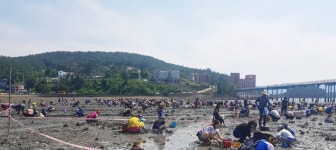 경남 고성군 신부마을, '제2회 바지락 개막이 축제' 바지락 캐는 체험객들로 성황