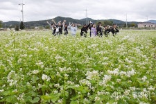 하얀 메밀꽃 물결