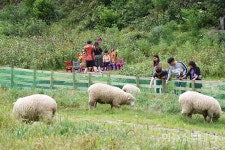 평창 발왕산 알파카 골드팜서 추억 쌓기