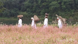 붉은 메밀꽃 사이로