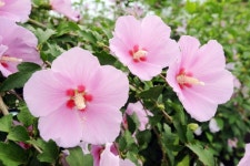 무궁화 동산, 숲이 국민에게 다가갑니다