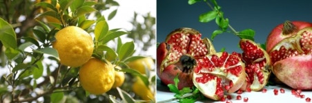 제1회 고흥유자석류축제 30일 개막