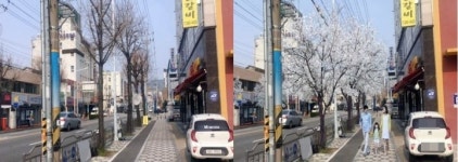대전 동구, 우암로 가로수 왕벚나무로 교체