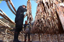 [포토] 인제 용대리 명태 덕걸이 시작