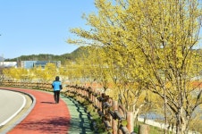 [포토] 장성 황룡강을 노랗게 물들인 산수유