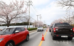 벚꽃 만개한 강릉 경포 찾은 관광객 차량