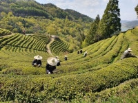 보성군, 공직자 자원봉사자 찻잎따기 일손돕기 동참