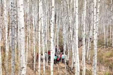 [포토] 황금연휴 인제 자작나무 숲 찾은 탐방객