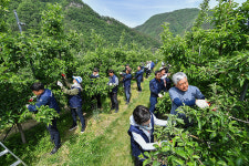 코로나 장기화로 농촌일손 부족…정선 기관사회단체 일손 거들어
