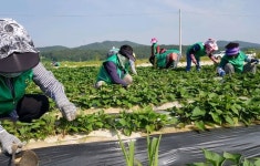 여주시 점동면 새마을부녀회, 고구마 공동농장서 구슬땀
