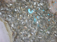 전북도, 어린 꽃게 종자 30만 마리 무상 방류