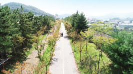 가로수, 효율적으로 조성하고 체계적으로 관리한다