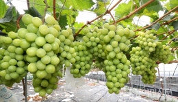 함안 포도 샤인머스캣, 이마트 전격출하 계약체결