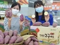 농협유통 하나로마트, 스테디셀러 전남 영암 황토 고구마 선봬