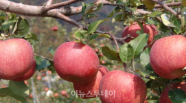 양산시, 배내골 사과·펜션 온라인 축제 개최
