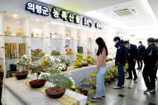 의령군농업기술센터 국화전시회 개최