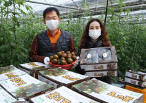 강진군, 겉은 검고 속은 붉은 귀족토마토 수확