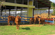 전남도, 깨끗한 축산농장 1000호 육성 조기 달성 나서