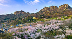 전남도, 가족과 함께 전남서 꽃길여행 즐기세요