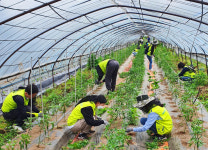 NH농협카드, 고추재배 농가 찾아 일손돕기 실시