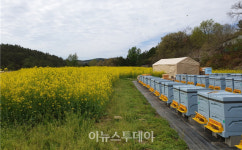 경남도, 양봉산업 경쟁력 강화 위해 30억 원 투입