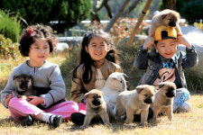 진도군, 천연기념물 진도개 식용개 논란…사실 아니다