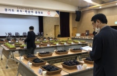 안산시, 대부도 캠벨얼리 경기도 포도 품평회서 수상