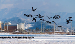 순천시, 흑두루미 국제 사진 공모전 개최