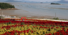 신안군, 집에서 즐기세요 섬 맨드라미 랜선축제