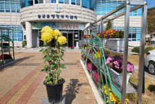 [포토] 보성 벌교읍행정복지센터 국화꽃 활짝