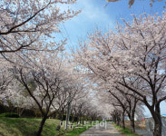 사천시, 선진리성 벚꽃축제 전면 취소