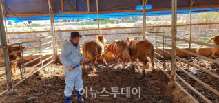 거창군, 구제역 예방백신 일제접종 추진