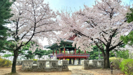 [특집] 올봄, 나들이장소 고민이라면 고양으로