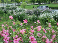 안산시, 호수공원에 무궁화동산 조성 