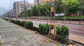 수원시, 도시 곳곳에 명품 가로숲길 조성