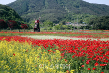 하동군, 북천 꽃단지 1억 송이 꽃양귀비 보러 오세요!
