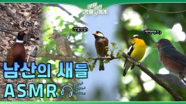 서울시, 숲에서 들려오는 새들의 소리에 귀 기울여 보세요