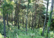 거창군, 숲 가꾸기로 산림가치 증진