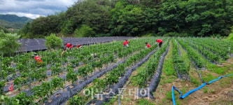 거창군, 대학생 농촌 일손 돕기 봉사활동 진행