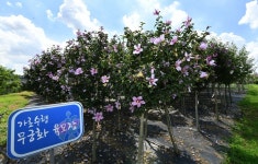 수원시, 시민들에 수원무궁화원 무료 개방