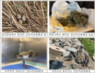 인천시, 천연기념물 검은머리물떼새 자연으로 돌려보내
