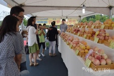 원주 치악산 복숭아 축제 20~21일 개최